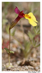 Erythranthe shevockii