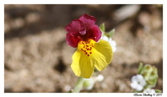 Erythranthe shevockii