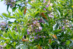 Clitoria fairchildiana