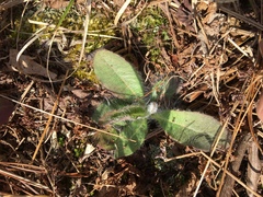 Hieracium longipilum