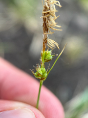 Carex inops, photograph author not stated, no rights reserved