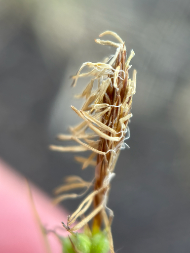 Carex inops, photograph 4