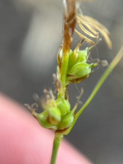 author not stated, no rights reserved Carex inops, photograph author not stated, no rights reserved