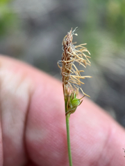 author not stated, no rights reserved Carex inops, photograph author not stated, no rights reserved