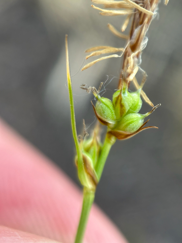 Carex inops