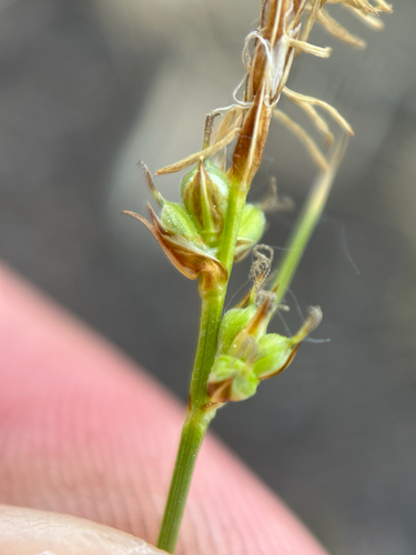 Carex inops, photograph 2