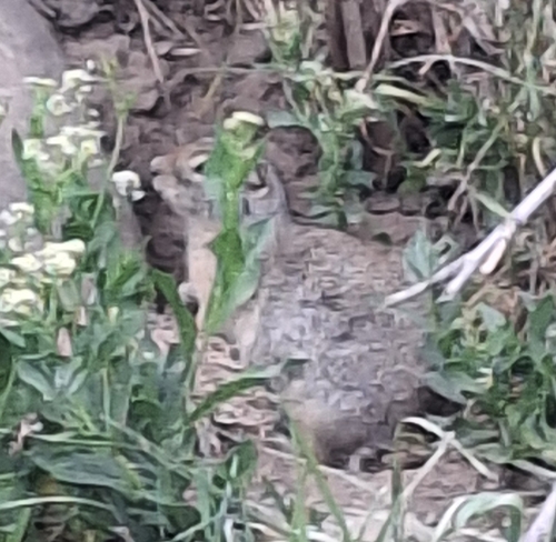 Wyoming Ground Squirrel observed by hollypineoak