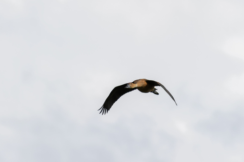 iNaturalist image