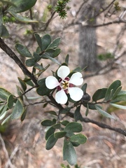 Leptospermum grandiflorum
