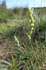 Persicaria subsessilis