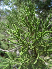 Athrotaxis cupressoides