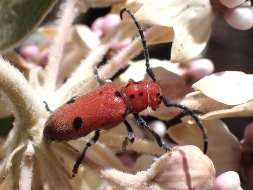 iNaturalist observation photo of Tetraopes basalis