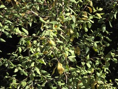 Crinodendron patagua
