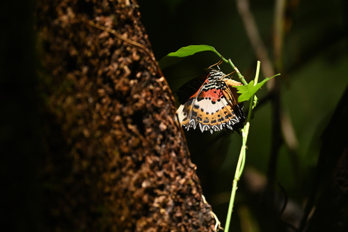 Malayan Lacewing