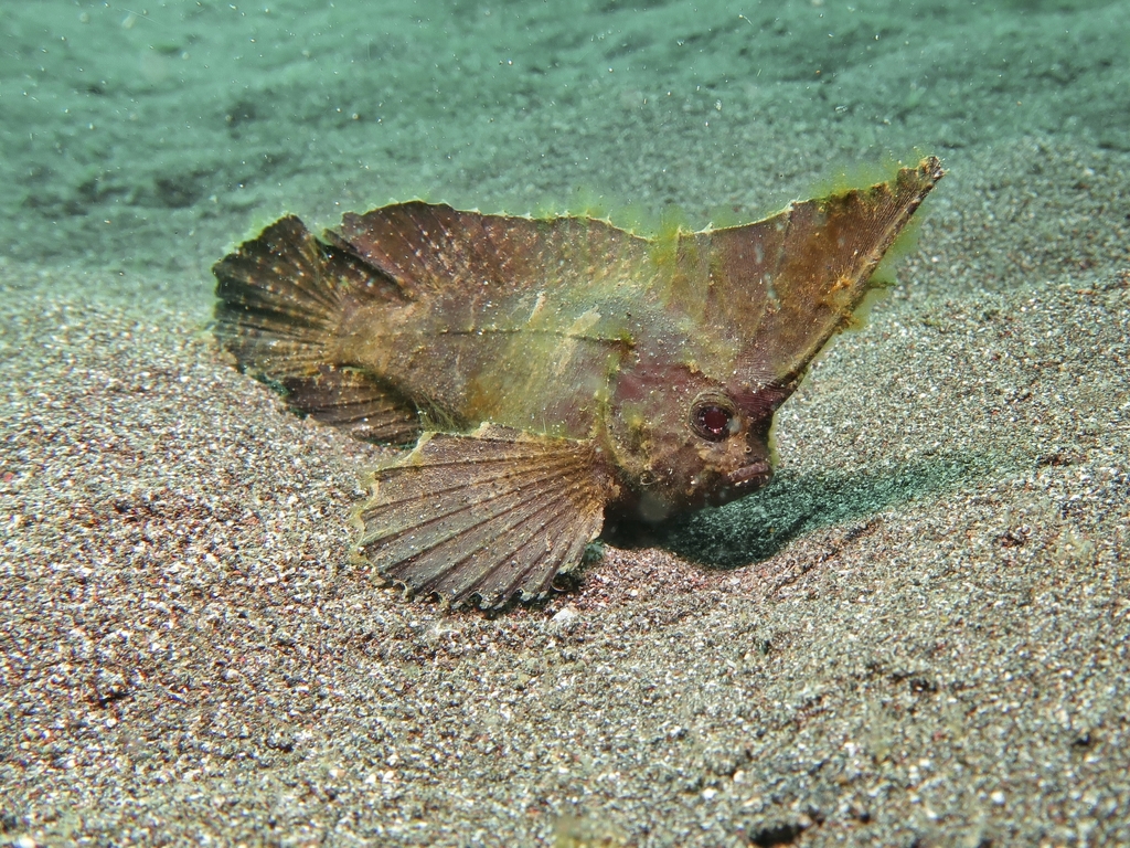 Redskinfish