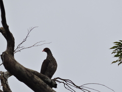 Patagioenas speciosa