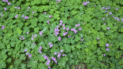 Largeflower pink-sorrel
