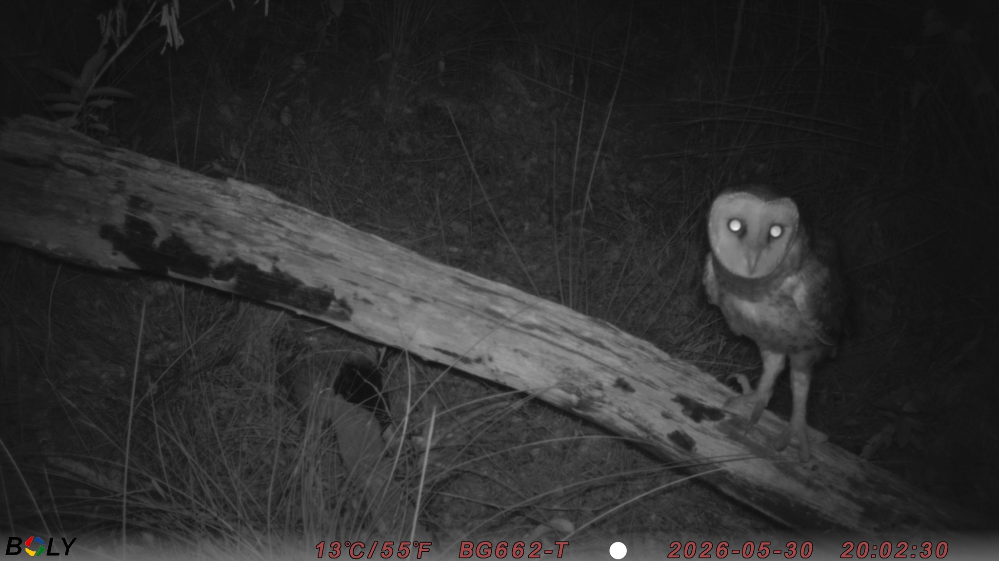 Australasian Masked Owl (Tyto novaehollandiae), photo 4