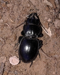 Pasimachus californicus