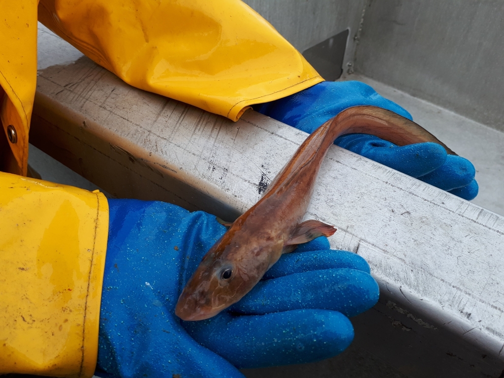 Lel-puitaal (Lycodes palearis) — Zoarcidae