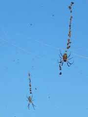 Trichonephila sexpunctata