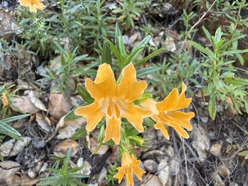 iNaturalist observation photo of Monterey Monkeyflower