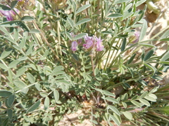 Astragalus lotiflorus