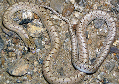 Arizona elegans eburnata
