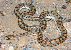Arizona elegans candida