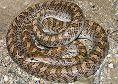 Arizona elegans occidentalis