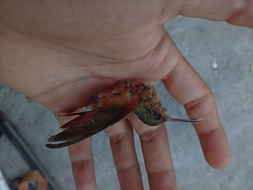 Cinnamon Hummingbird