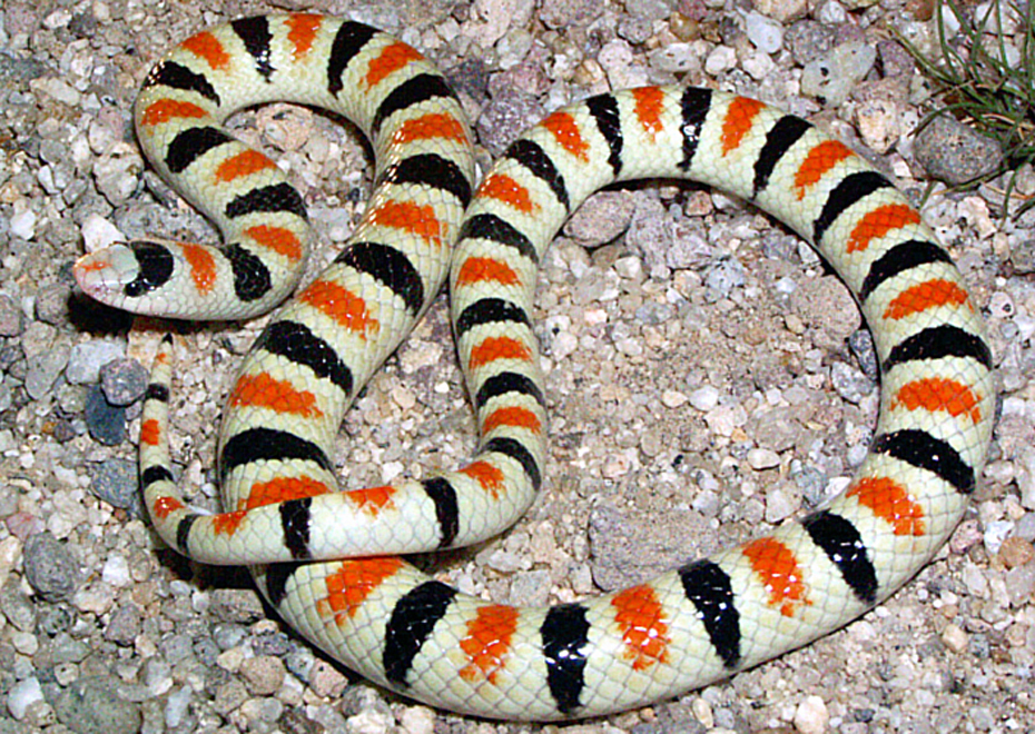 Resplendent Desert Shovel-Nosed Snake (Chionactis annulata