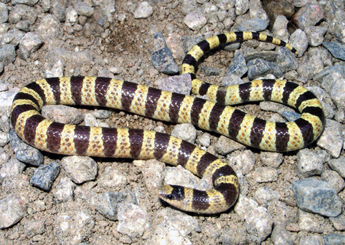 Mojave Shovelnose Snake