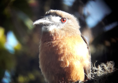 Hapaloptila castanea