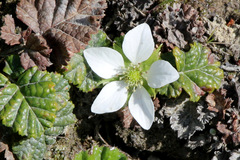 Rubus geoides