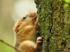 Muscardinus avellanarius