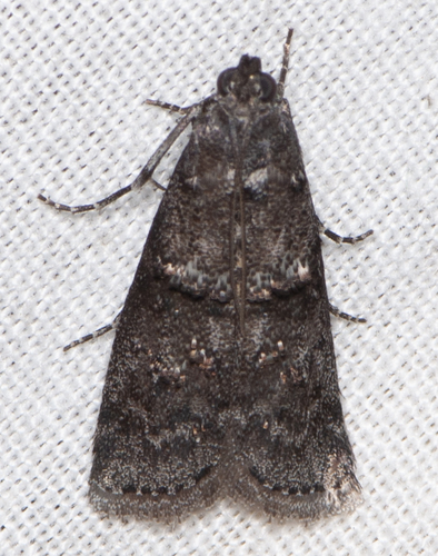 Tulsa finitella