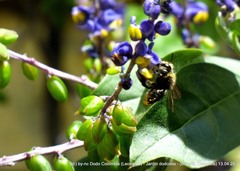 Megachile amparo
