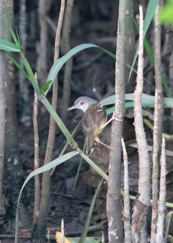 Prinia familiaris observed 2026-05-30