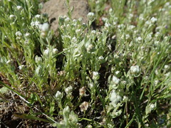 Micropus californicus