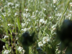 Micropus californicus