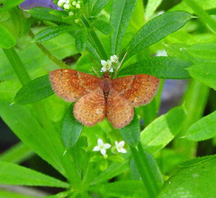 Leptostales rubromarginaria