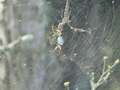 Trichonephila sexpunctata