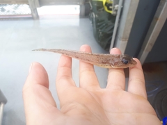 Radulinus asprellus