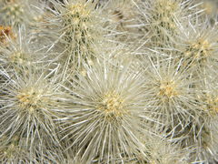 Cylindropuntia chuckwallensis