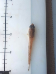Radulinus asprellus