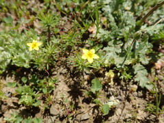 Leptosiphon acicularis