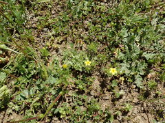 Leptosiphon acicularis