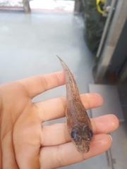 Radulinus asprellus