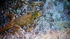 Agama picticauda image